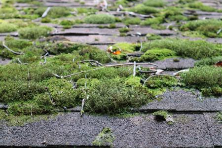 Why You Need to Clear Moss Off Your Roof Before Winter Hits the Pacific Northwest